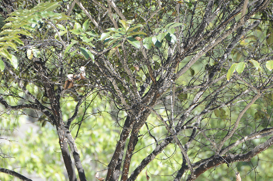 Twigs and small branches high on a crape myrtle tree show signs of CMBS damage.